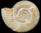 Perisphinctes Ammonite - Jurassic #45411-1
